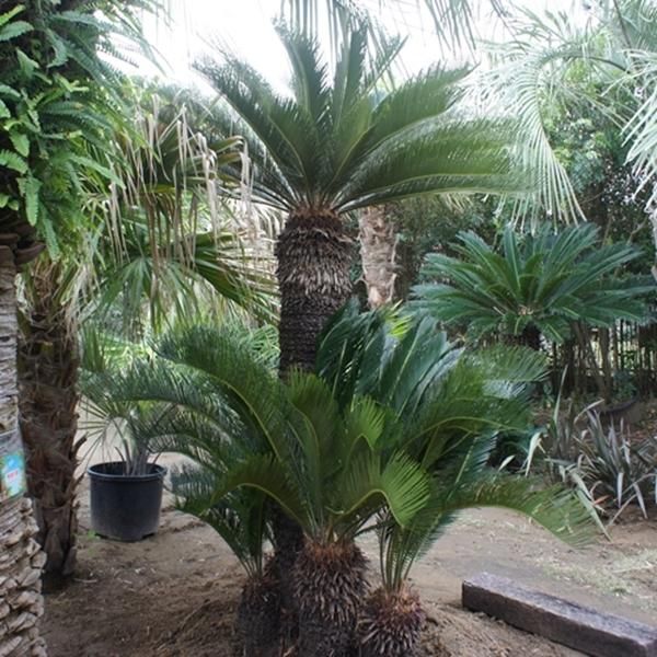 ソテツ 約2m40cm - ヤシの木 ソテツ ドラセナ販売 プールの庭
