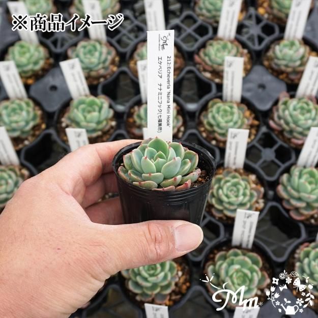 212:Echeveria 'Nana Mini Hook'(エケベリア ナナミニフック、別名：七