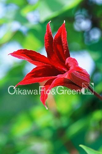 クレマチス専門ナーセリー 及川フラグリーン グラベティー