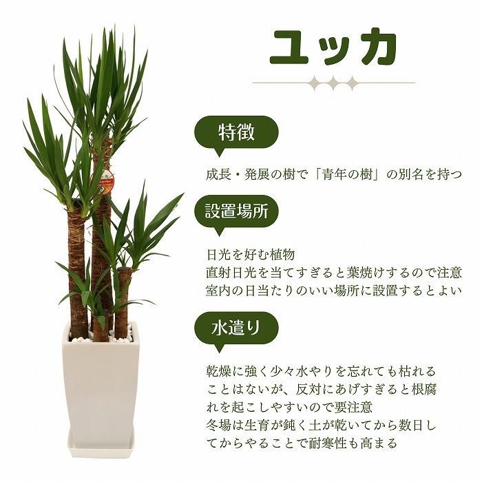 観葉植物 青年の木】ユッカ・エレファンティペス ・おしゃれなエコ素材