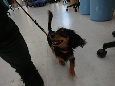 犬のしつけ成長日記DOGLYブログ1: ルナアーカイブ