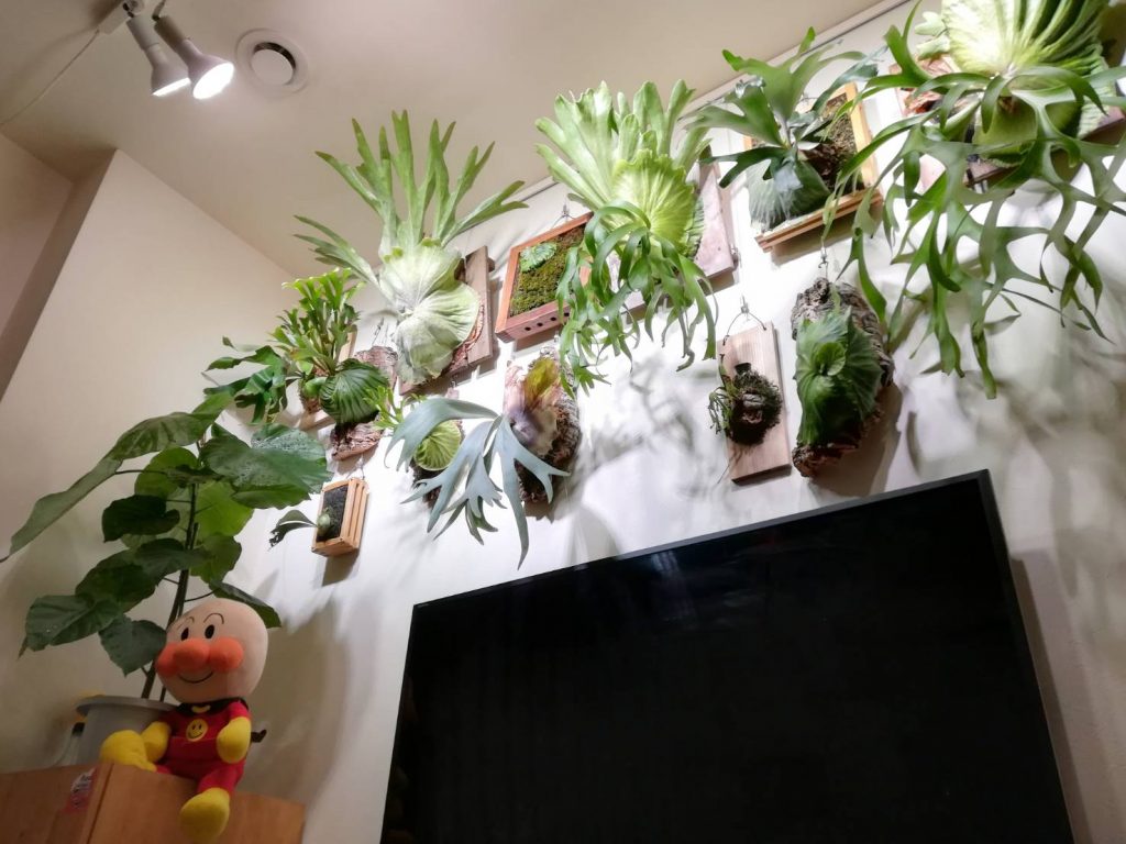 IKEAの植物専用ライト「VÄXER ヴェクセルLED電球」の使用について