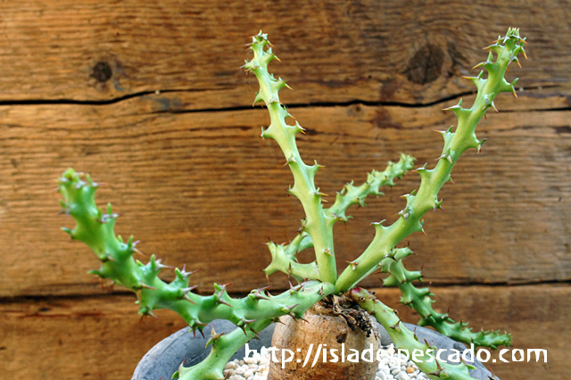 isla del pescado - Euphorbia fanshawei-ユーフォルビア・ファンシャ