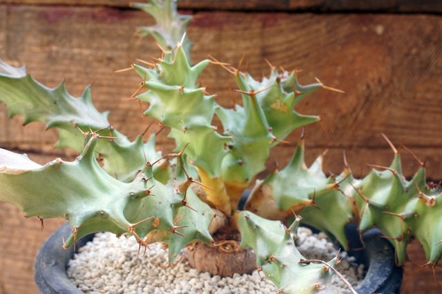 isla del pescado - Euphorbia groenewaldii-ユーフォルビア・グロエネ