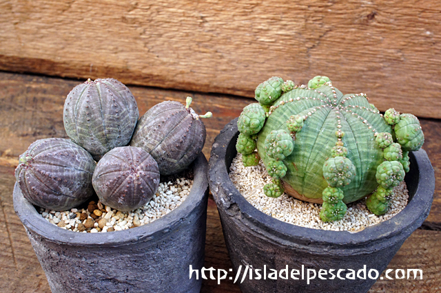 isla del pescado - Euphorbia obesa-仔吹きオベサ
