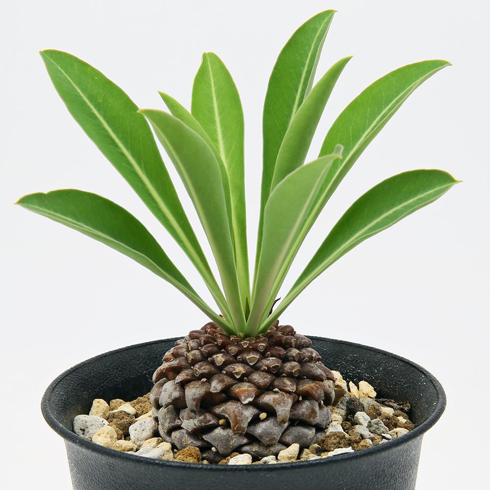 ユーフォルビア 鉄甲丸の育て方