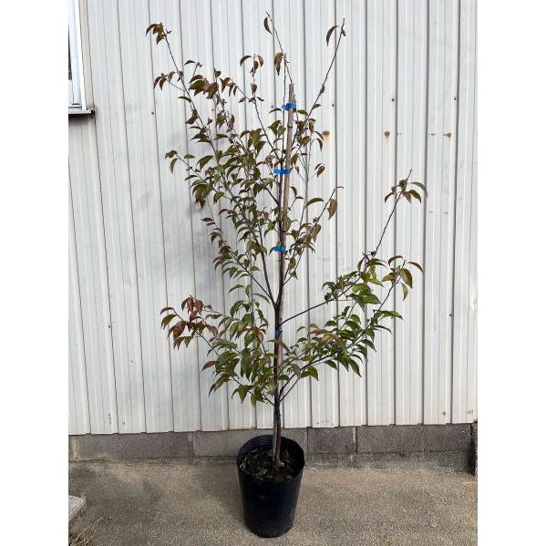 常緑エゴノキ 7号(21cm)ポット 樹高80前後(鉢底から） シンボルツリー