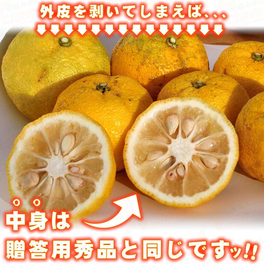 愛媛県産 柚子 10kg 家庭用 訳あり サイズ おまかせ 混合 送料無料 箱
