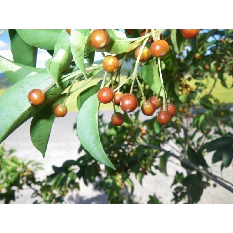 ソヨゴの木 5本株立ち 約2.5m 現品発送 メス株 一点物 豪華株 特大株