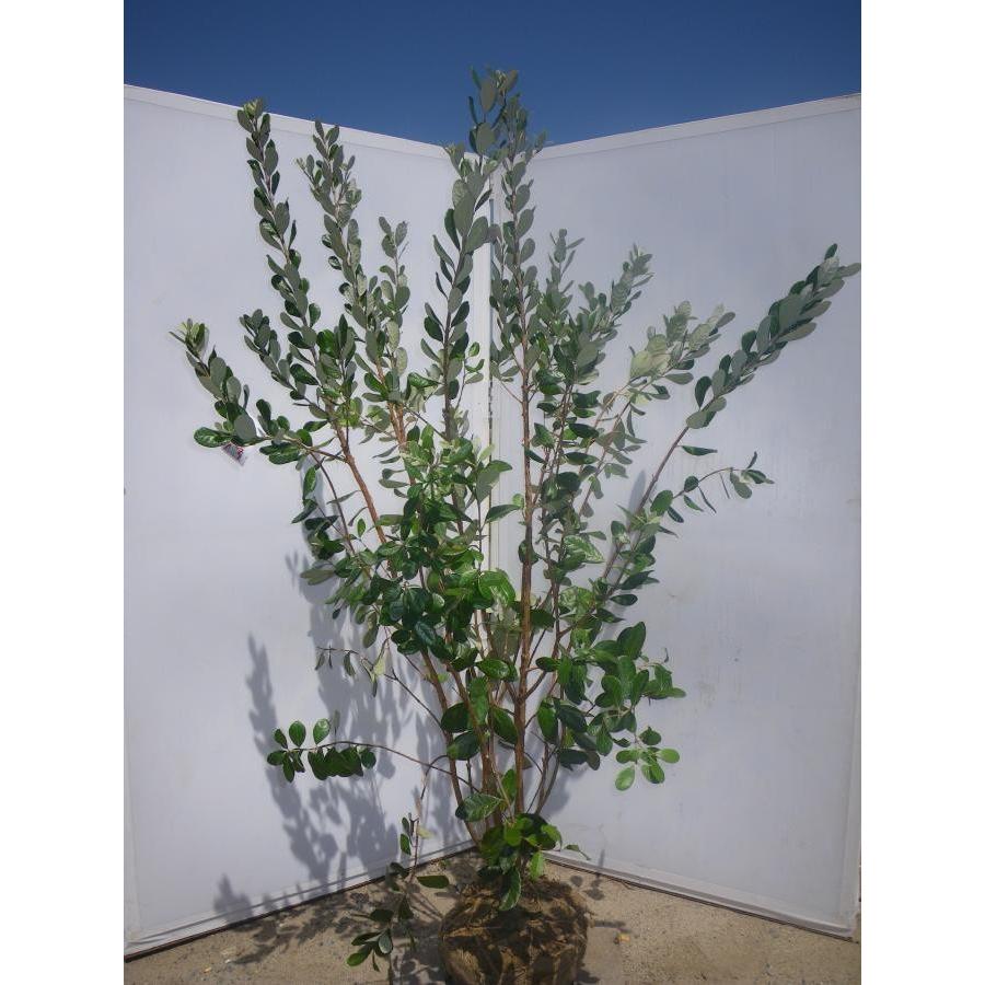 フェイジョア 株立ち 約2m 大株植木苗木 お買い得なおまかせ株 常緑樹