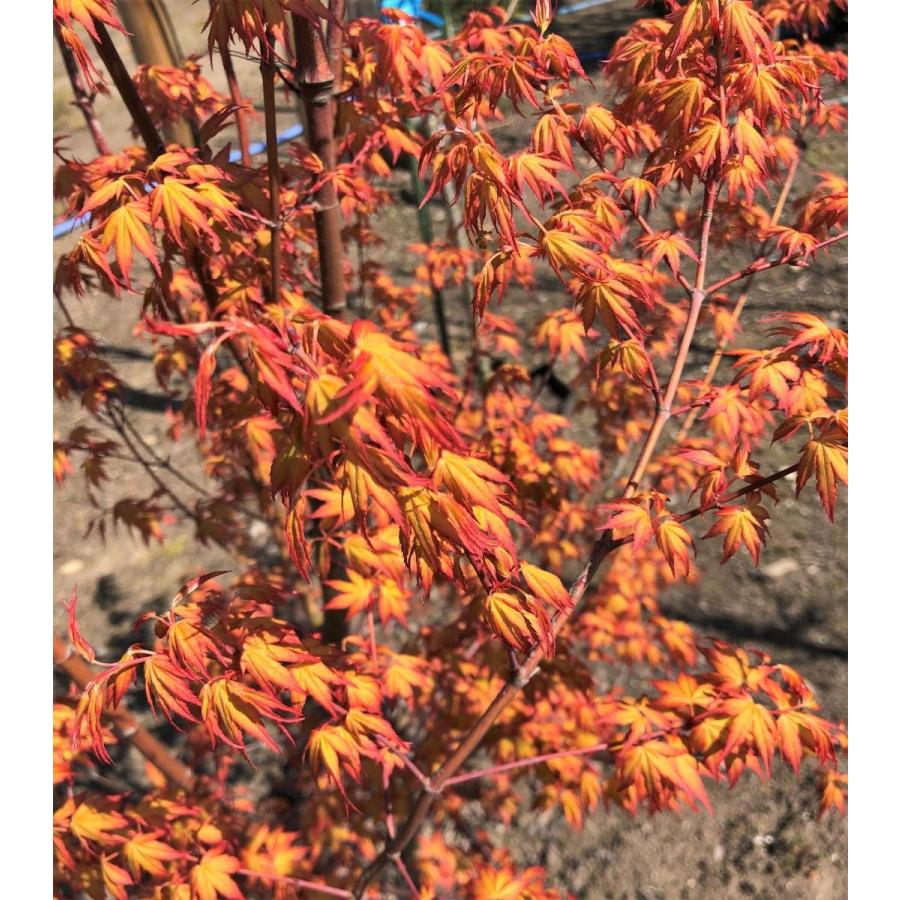 桂モミジ カツラモミジ 約2m 大株植木苗木 桂紅葉 オレンジ色の新芽が