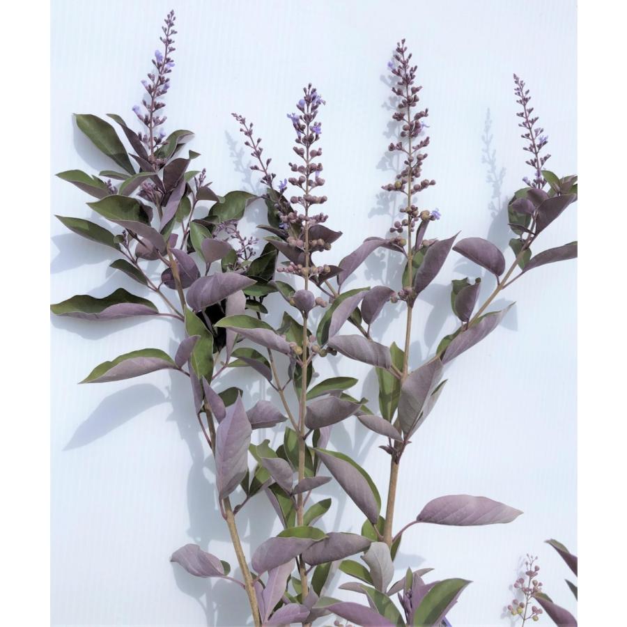 西洋ニンジンボク プルプレア 約1.5m 特大株 植木苗木 ミツバハマゴウ