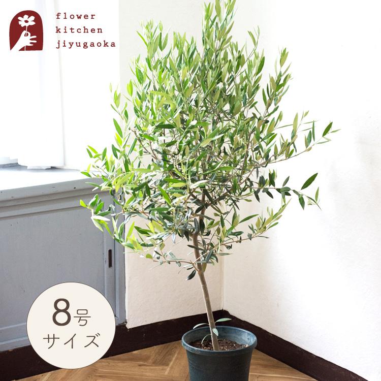 FlowerKitchen オリーブの木 品種おまかせオリーブ8号鉢 かごなし 観葉
