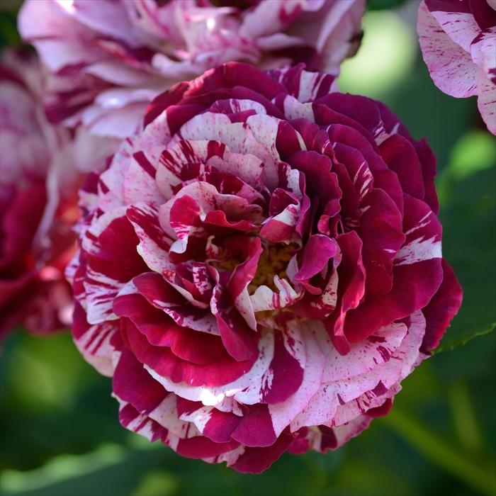 予約販売 バラ苗 バラ大苗 ドリュ ニューイマジン 契約品種 四季咲き