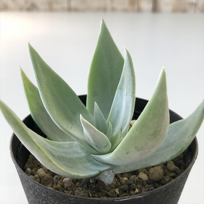 日本花キ流通 多肉植物 caダドレア 仙女盃 多肉植物 ダドレア