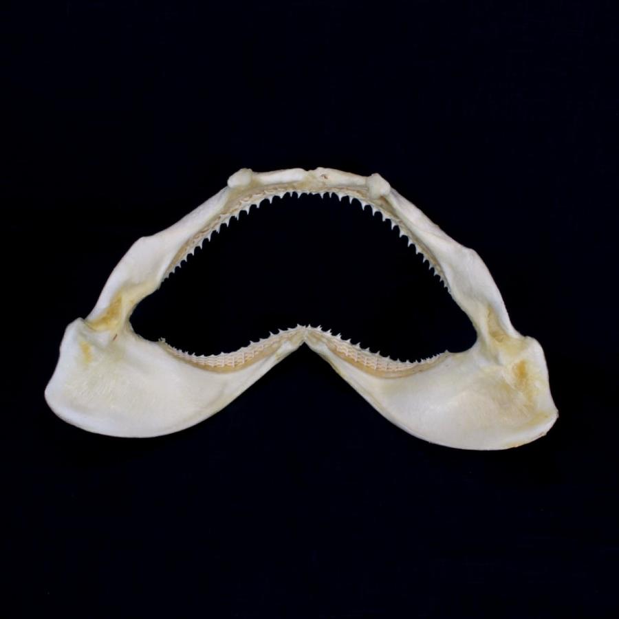 サメ 標本】ハナザメNo.6 顎骨標本 サメの歯 コレクション 教材 ギフト