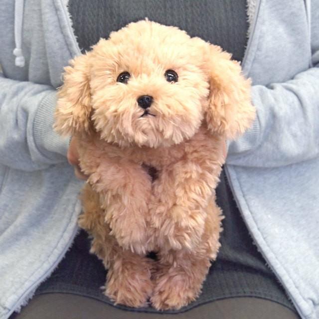 リアルな癒し系 犬のぬいぐるみ ひざわんこ トイプードル ベージュ