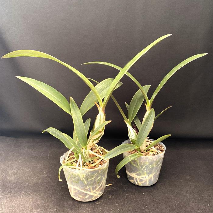 洋ラン【開花見込株】カティクリア グリーンドラゴン 9cmポット 洋蘭