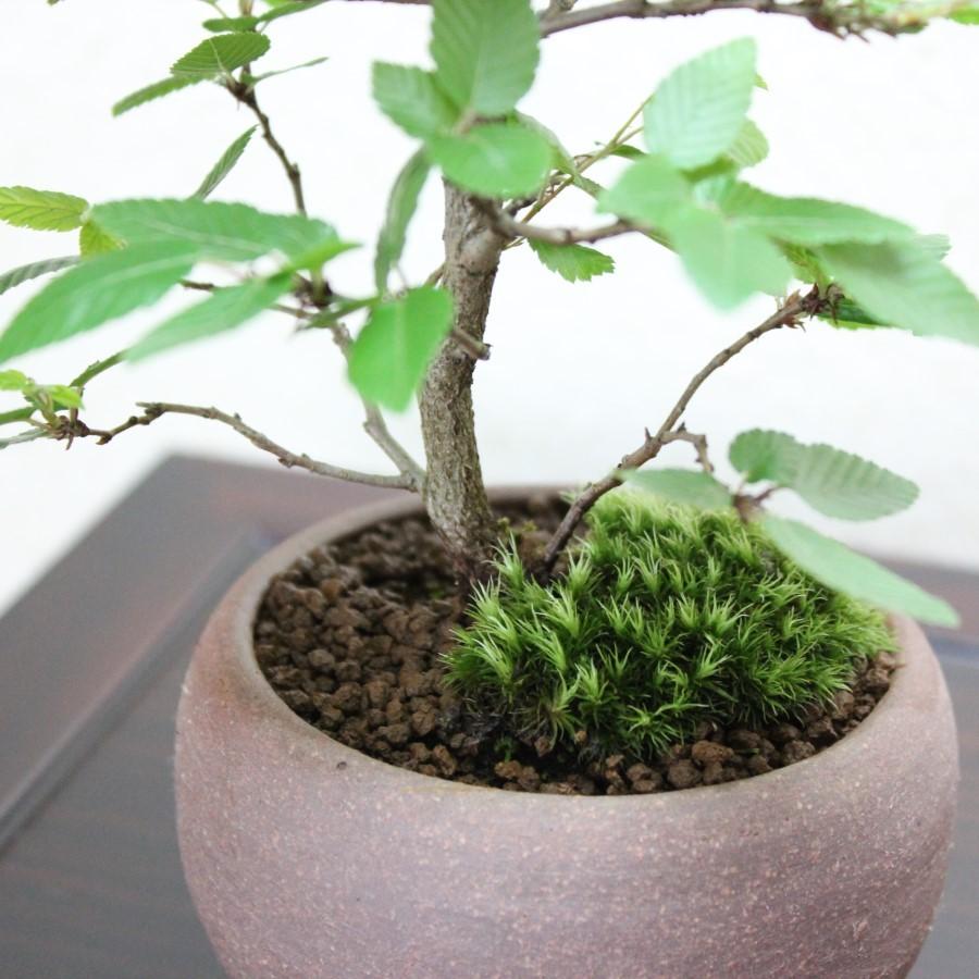 イワシデ盆栽 岩四手 いわしで 岩しで 小品盆栽 bonsai 送料無料