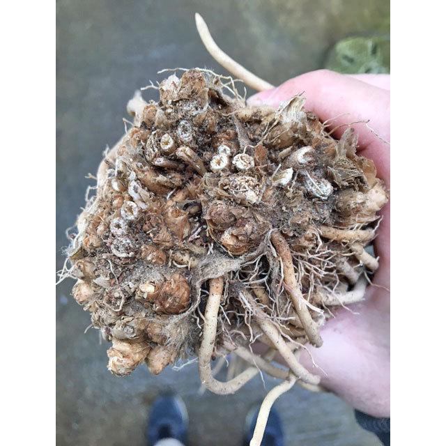 L1株 特大！ アスパラガス苗 Lサイズ 素掘り苗 1株 栽培説明書付