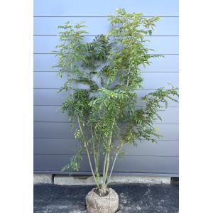 鉢植え 黒竹 株立ち 約1.8m 現品発送 特大株 植木苗木大苗 クロチク