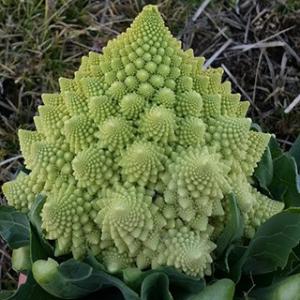 SK9-099 ブロッコリー種子 ペレット5000粒 【野菜種子】【サカタのタネ