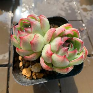 農園直売 多肉植物 寄せ植え パープルディライト覆輪錦（単） 抜き苗