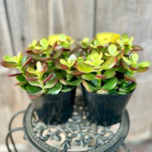 現品】【金のなる木・カネノナルキ】クラッスラ 花月（カゲツ）大株 10