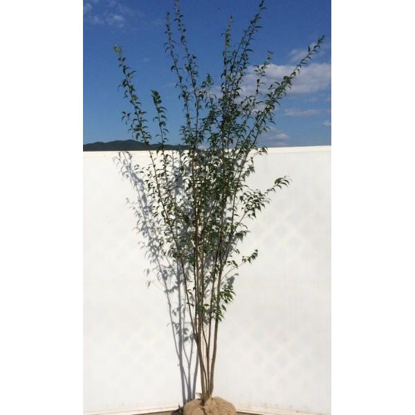 ハイノキ 株立ち 約2.5m 特大株 超植木苗木 灰の木 規格販売 お買い得