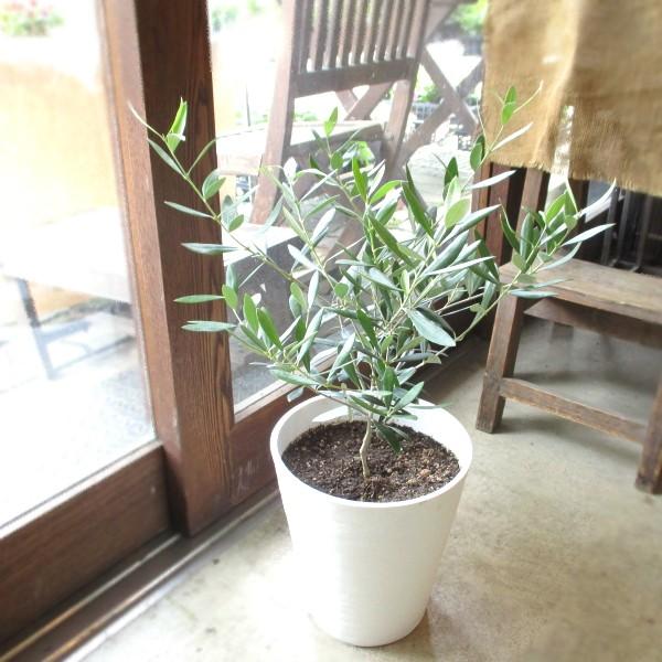 オリーブの木 2品種植え 7号鉢サイズ 白色 セラアート鉢 ホワイト