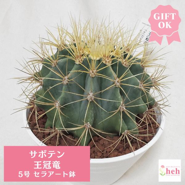 サボテン 王冠竜 5号 セラアート鉢 種類 一覧 丸 鉢 土 種 フェロ