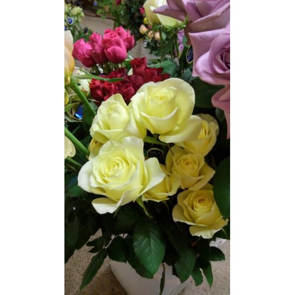 バラ苗 アティレ・ラ・シャルール とげなし 今井清作出 切り花品種4号