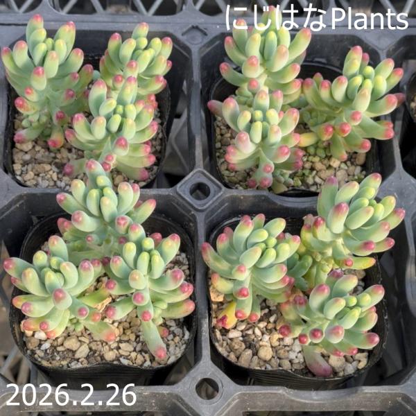 セダム '乙女心' : にじはなPlants - 通販 - Yahoo!ショッピング