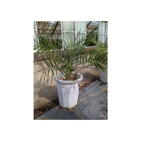 ◇フェニックス・ナツメヤシ・10号◇国産デーツ苗！◇全長80CM前後