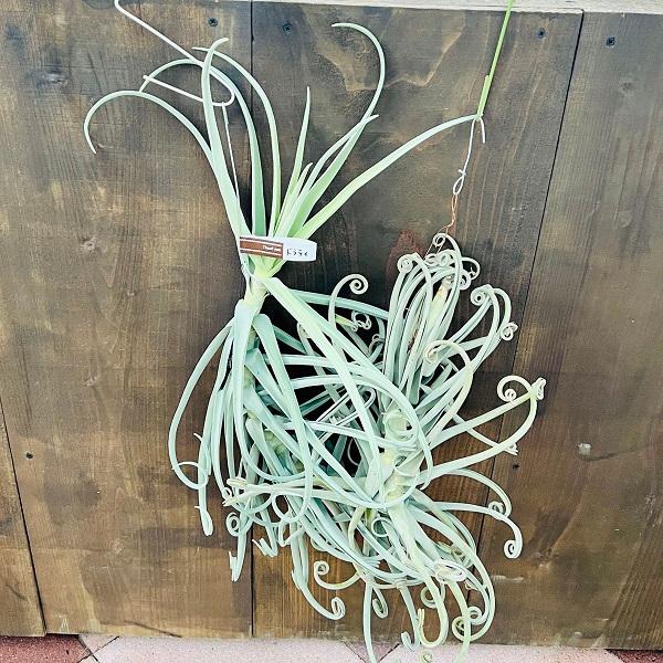 観葉植物：チランジア エアープランツ ドラティ 現品*ドゥラティ エア