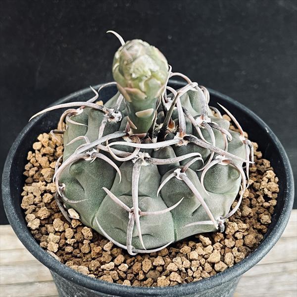 サボテン：ギムノカリキウム 長刺バッテリー 実生*幅6cm : 遊恵盆栽