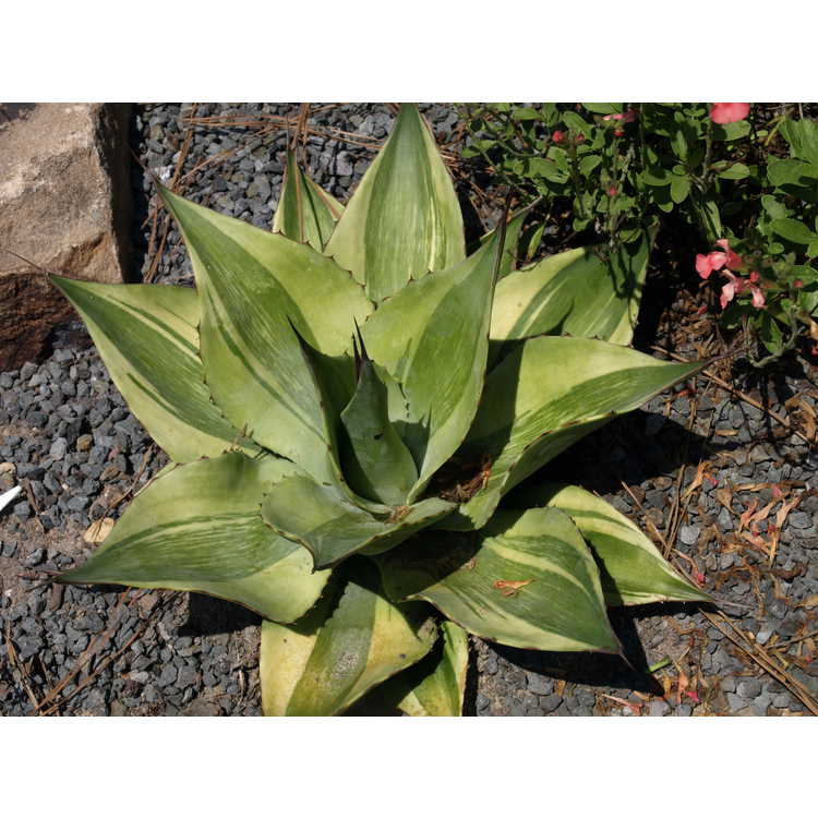Agave ovatifolia 'Killer' at the JC Raulston Arboretum Plants