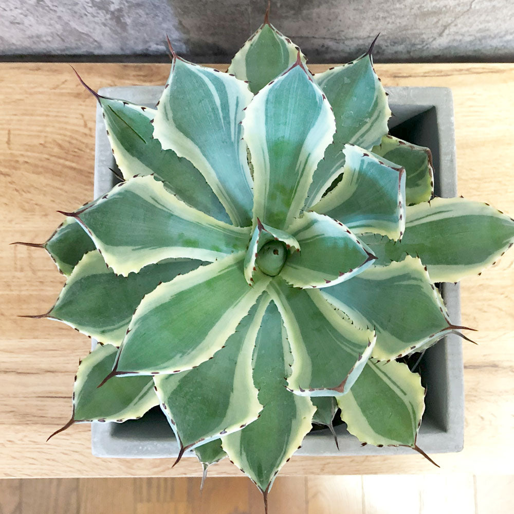 宝石のような観葉植物のお店 【Jewelry Plant】 アガベ 吉祥冠錦