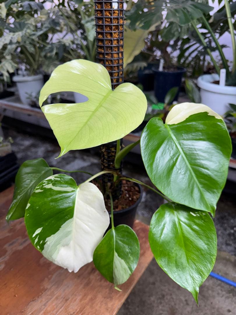 特別なコレクション – JolieNursery