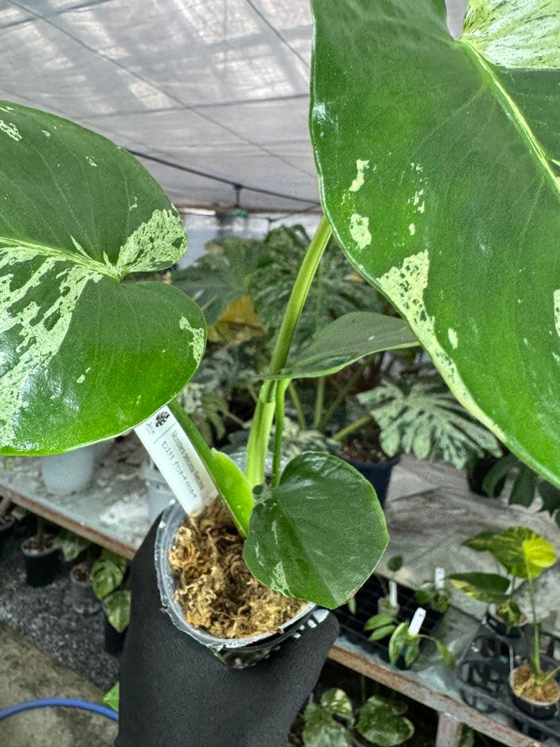 モンステラ デリシオーサ ベトシオーサ – JolieNursery