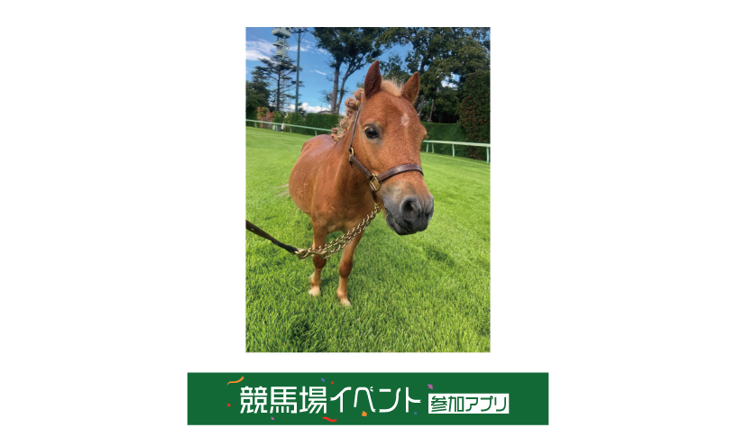 第3回中山競馬(2025年)