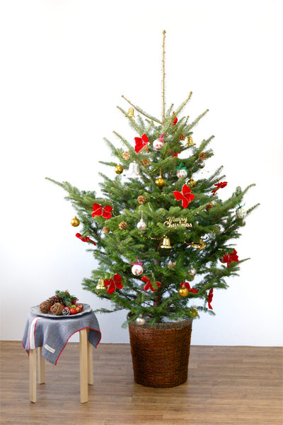 完売【可愛い野生のもみの木さん/クリスマスツリー】樅の木/モミの木