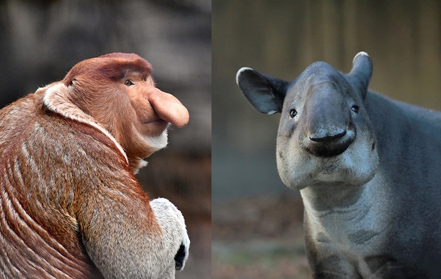 日本で唯一を見に行くべき！動物園・水族館で人気の絶滅危惧種