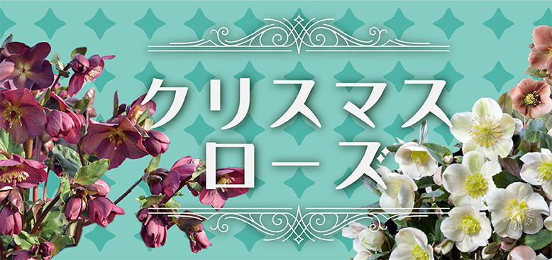 HGCピンクフロスト]クリスマスローズ苗(2510ch) | バラと庭あそび京阪