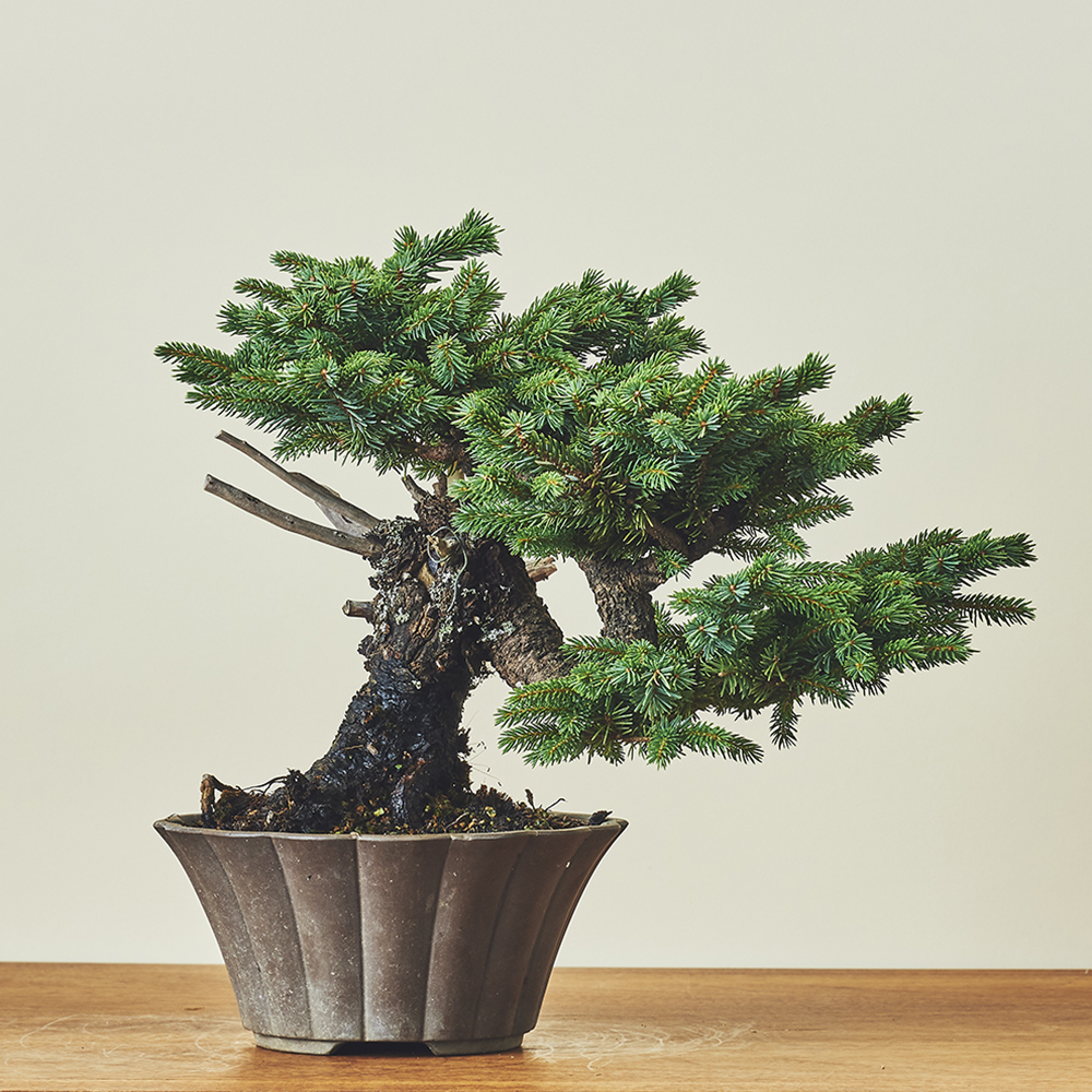 蝦夷松・エゾマツ/盆栽、多肉植物、塊根植物、観葉植物通販/KIDORI