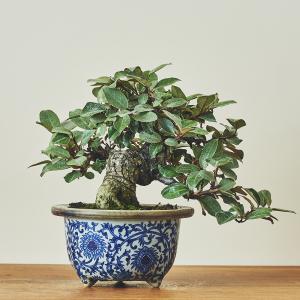 寒グミ/盆栽、多肉植物、塊根植物、観葉植物通販/KIDORI -キドリ-