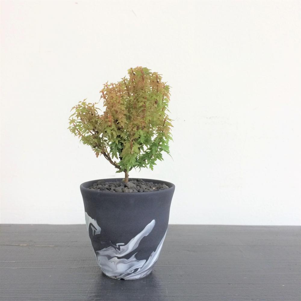 ミニ盆栽 モミジ琴姫の枝替わり/盆栽、多肉植物、塊根植物、観葉植物