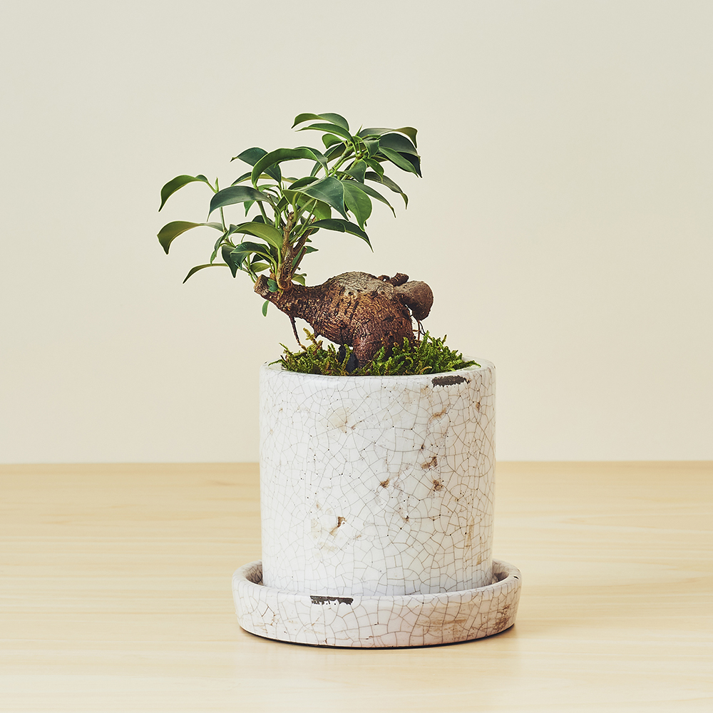 ガジュマル / 盆栽、多肉植物、塊根植物、観葉植物通販/KIDORI -キドリ-