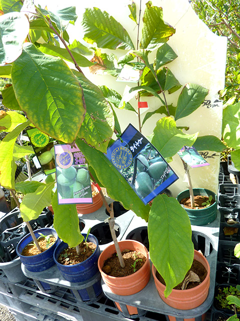 ポポー プロリフィック （接ぎ木・鉢入り）