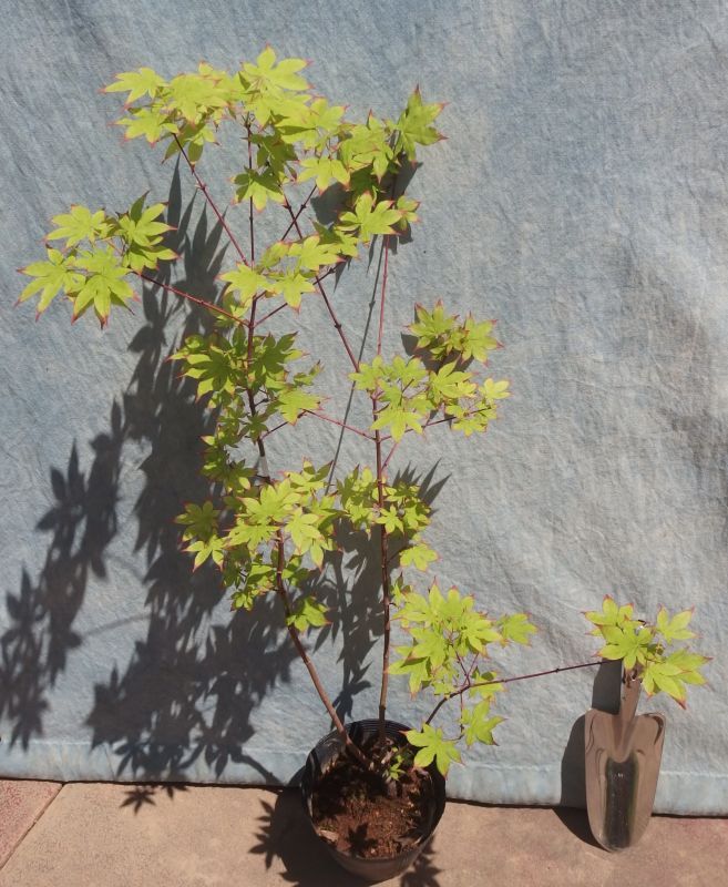 オオモミジ株立ち＜苗木・植木・雑木の生産販売（通信販売・通販）